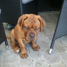Dogue de bordeaux Shadow of oak Highlander Finni / Loui