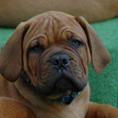 Dogue de bordeaux Shadow of oak Highlander Finni / Loui