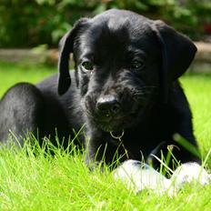 Blanding af racer Djudju