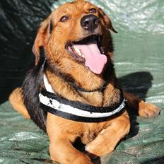 Blanding af racer | Bisse