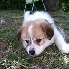 Blanding af racer Japansk spids/beagle Gaius