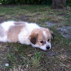 Blanding af racer Japansk spids/beagle Gaius
