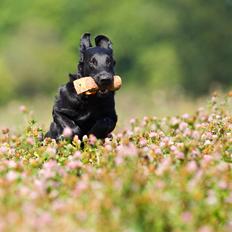 Flat coated retriever Flatrunner Faithful Floyd