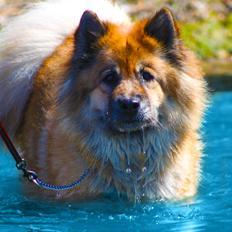 Eurasier Vænget's Call Me Lucky