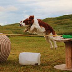 Welsh springer spaniel Siffe
