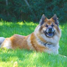 Eurasier Vænget's Call Me Lucky