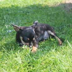 Blanding af racer Prazsky Krysarik / Chihuahua - CARLOIOS