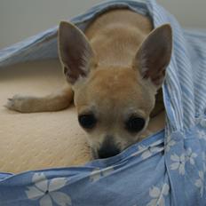 Chihuahua Beliza by Hinz