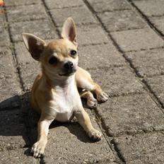 Chihuahua Beliza by Hinz