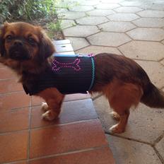 Tibetansk spaniel Askim's La-Go Ninett