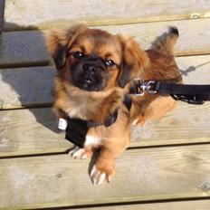 Tibetansk spaniel Askim's La-Go Ninett