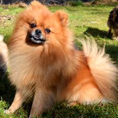 Pomeranian Max