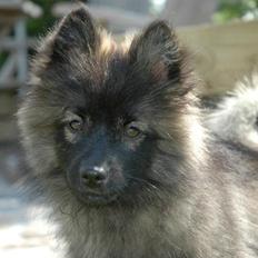 Mittelspitz Fanny