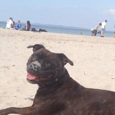 Staffordshire bull terrier Bella