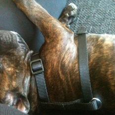 Staffordshire bull terrier Bella