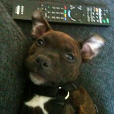 Staffordshire bull terrier Bella
