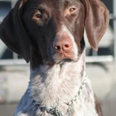 Korthåret hønsehund Fie