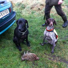 Korthåret hønsehund Fie