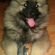 Keeshond Kees Rock Hurler Obelix