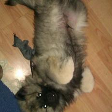 Keeshond Kees Rock Hurler Obelix