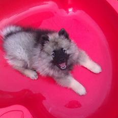 Keeshond Kees Rock Hurler Obelix