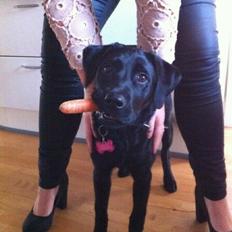 Labrador retriever Mille