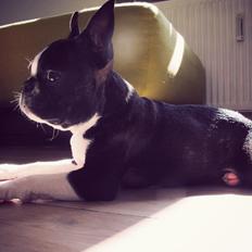 Boston terrier Bodil