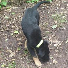 Blanding af racer Tempo