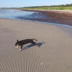 Blanding af racer Tempo