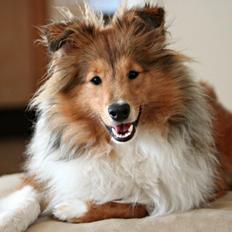 Shetland sheepdog Kenzo