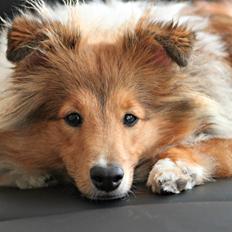 Shetland sheepdog Kenzo
