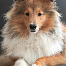 Shetland sheepdog Kenzo
