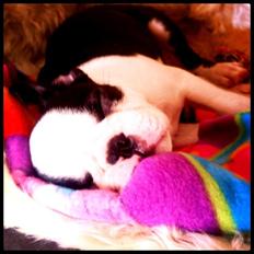 Boston terrier Mynte