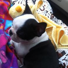 Boston terrier Mynte