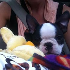 Boston terrier Mynte