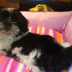 Shih tzu Malou