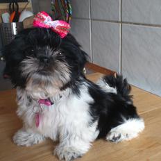Shih tzu Malou
