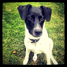 Dansk svensk gaardhund Selma