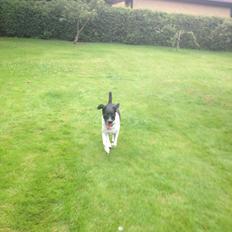 Dansk svensk gaardhund Selma