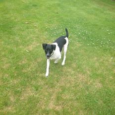 Dansk svensk gaardhund Selma