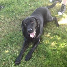 Labrador retriever Balto
