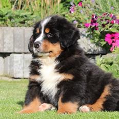 Berner sennenhund Samson