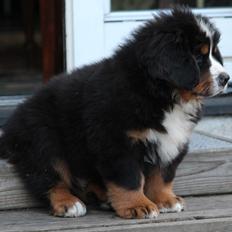 Berner sennenhund Samson