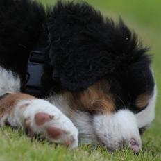 Berner sennenhund Pirat