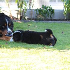 Berner sennenhund Pirat