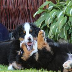 Berner sennenhund Pirat