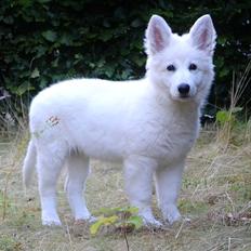 Hvid Schweizisk Hyrdehund Britaje Amira Angélique