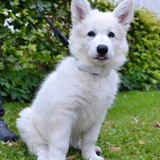 Hvid Schweizisk Hyrdehund Britaje Amira Angélique