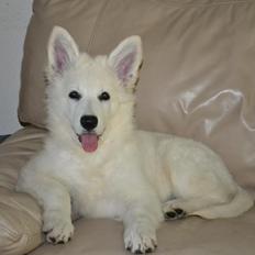 Hvid Schweizisk Hyrdehund Britaje Amira Angélique