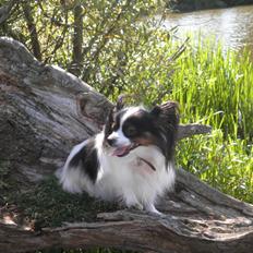 Papillon Chicca